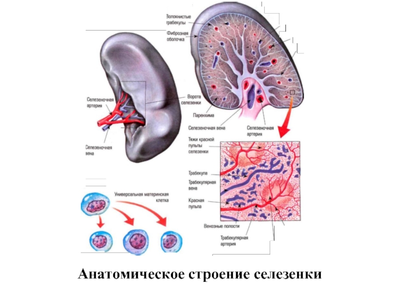 Селезенка на схеме