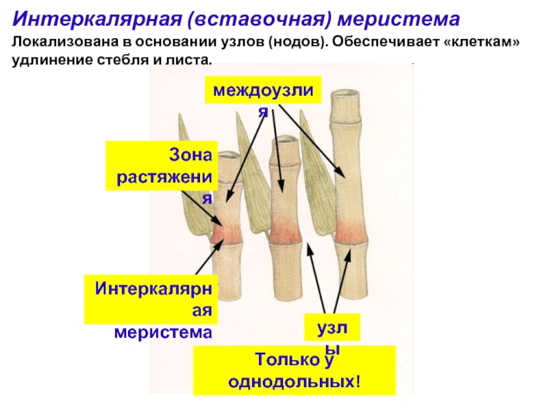 Для каких растений характерен вставочный рост побега. Интеркалярная меристема. Вставочная меристема. Вставочная интеркалярная меристема. Интеркалярная меристема в листьях.