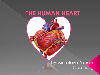 The Human Heart