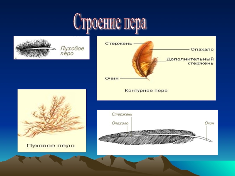 Строение пухового пера птицы рисунок с подписями