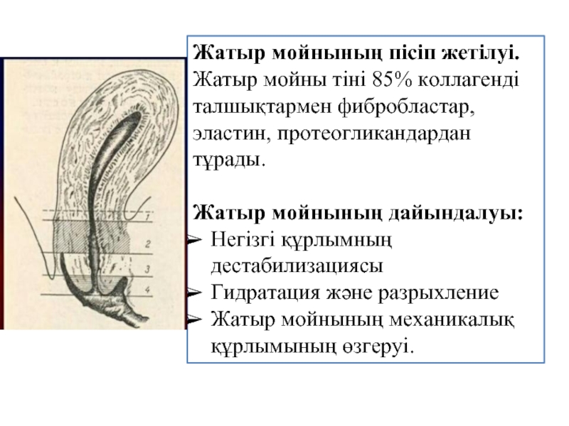 Босану физиологиясы презентация