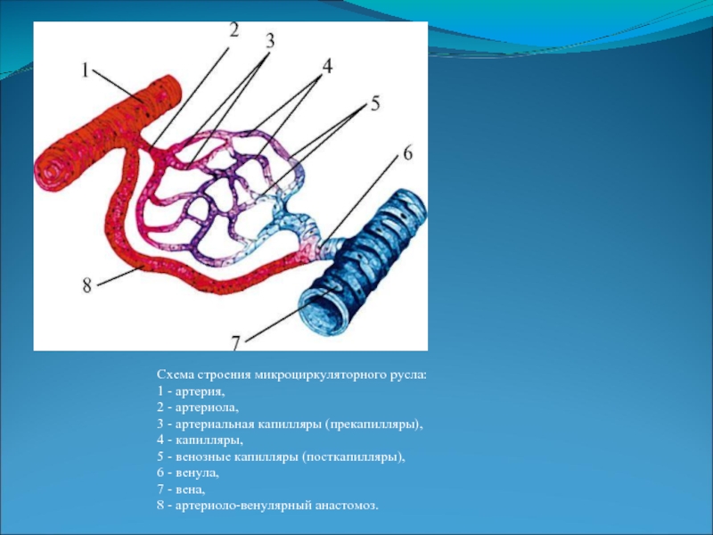 7 вен. Схема микроциркуляторного русла гистология. Строение микроциркуляторного русла. Схема строения микроциркуляторного русла. Артерии артериолы капилляры.