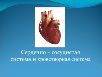 Сердечно – сосудистая система и кроветворная система