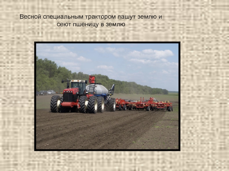 Весной специальным трактором пашут землю и сеют пшеницу в землю