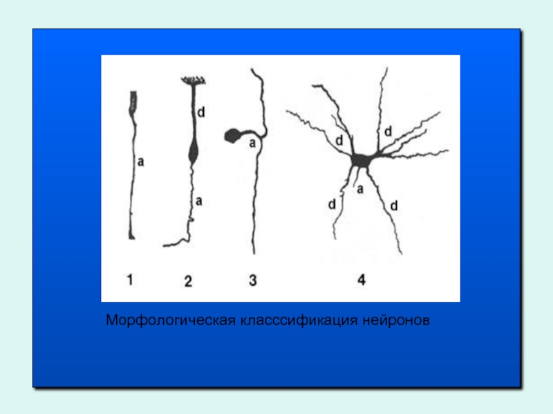 Схема регенерации нейрона