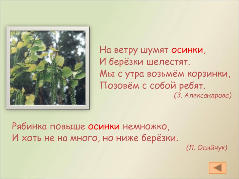 Ветер шумит. Предложение со словом Осинка. Интересная информация о Осинке.. Берёзки и Осинки суфикс. Прилагательные какие листья Осинки.