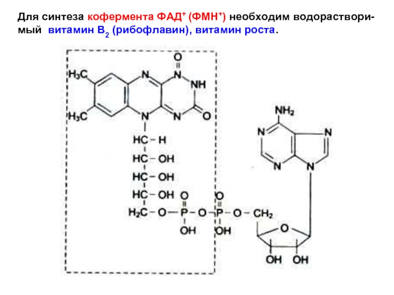 Синтез кофермента. Синтез ФМН И ФАД. Витамин в2 кофермент ФАД. ФАД ФМН витамин. ФМН ФАД рибофлавин биохимия.