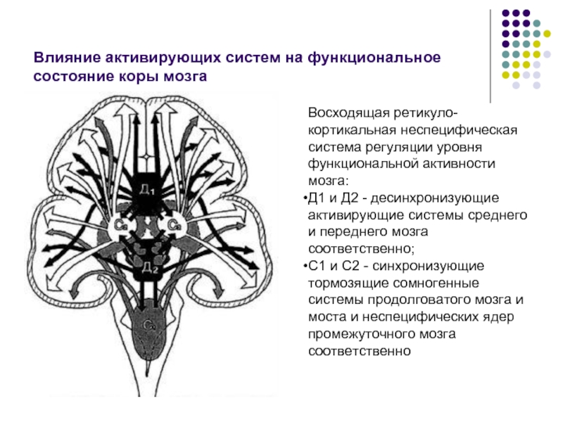 2 системы мозга. Ретикулярная активирующая система мозга. Антиэпилептические структуры головного мозга. Восходящая ретикулярная активирующая система мозга. Функциональные системы МОЗ.