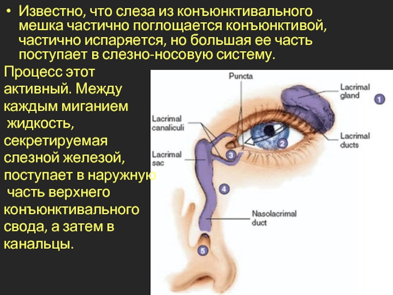 Коньюктивитный мешок рисунок