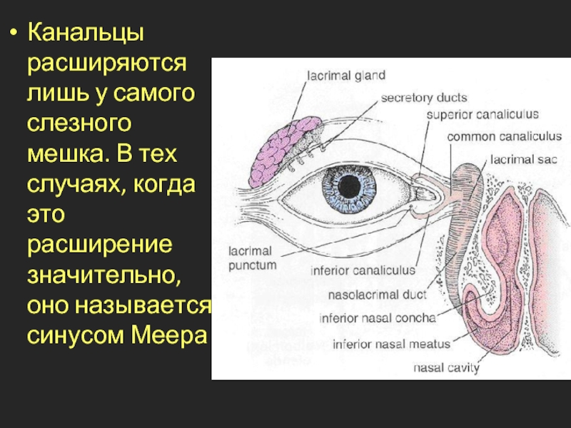 Слезный мешок где находится картинки