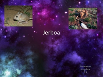 Jerboa. The types of gerbils