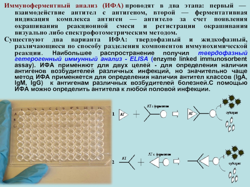 Схема постановки реакции ифа