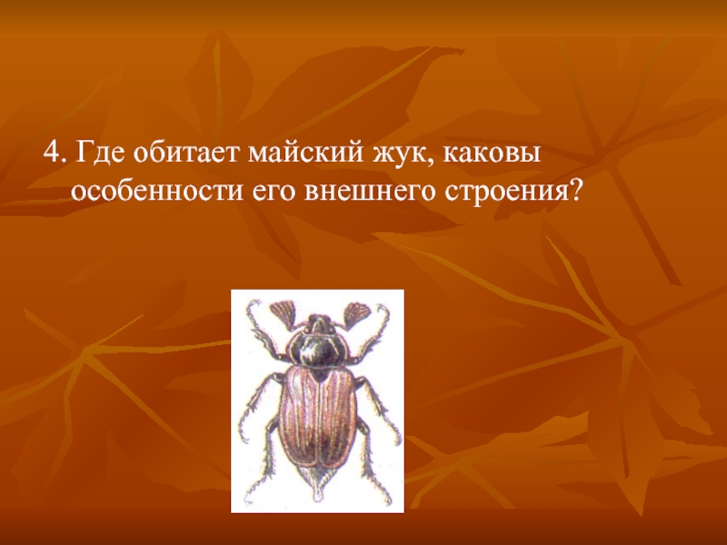 Майский жук внешнее строение. Майский Жук где обитает. Майский Жук обитание. Майский Жук Членистоногие. Майский Жук представитель типа Членистоногие.