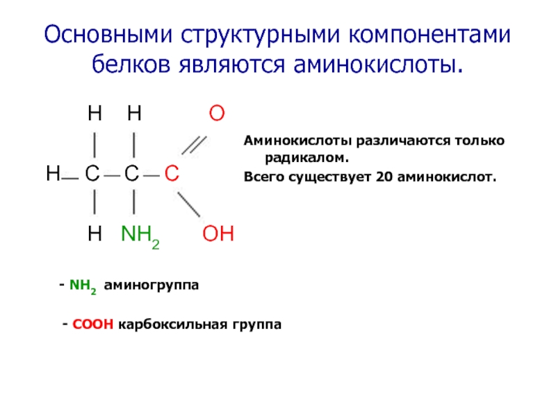 Аминокислоты аминогруппа карбоксильная группа. Белок аминокислоты аминогруппа карбоксильная группа схема. Строение белков аминогруппа и карбоксильная. Структурные компоненты белков. Аминокислоты структурные компоненты белков.