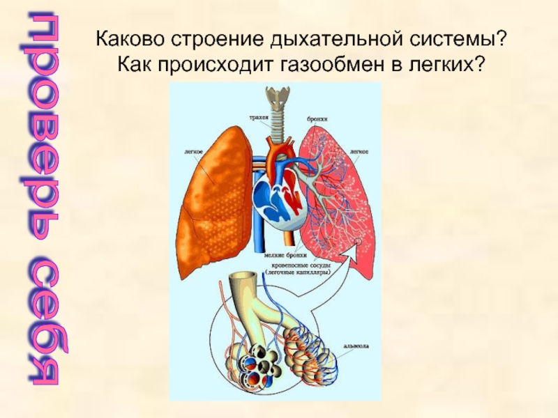 Строение дыхательной. Строение легких газообмен. Органы газообмена у человека. Органы дыхания строение лёгких газообмен. Дыхательная система анатомия лекция.