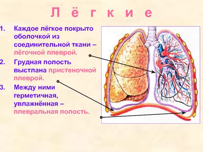 Легочная ткань. Плевра функции анатомия. Слои легких. Строение лёгких человека плевра. Строение легких легочная плевра.