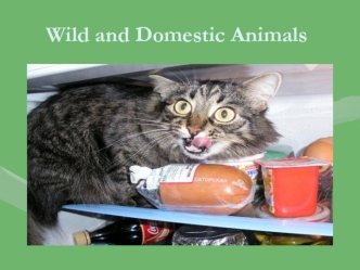 Wild and Domestic Animals