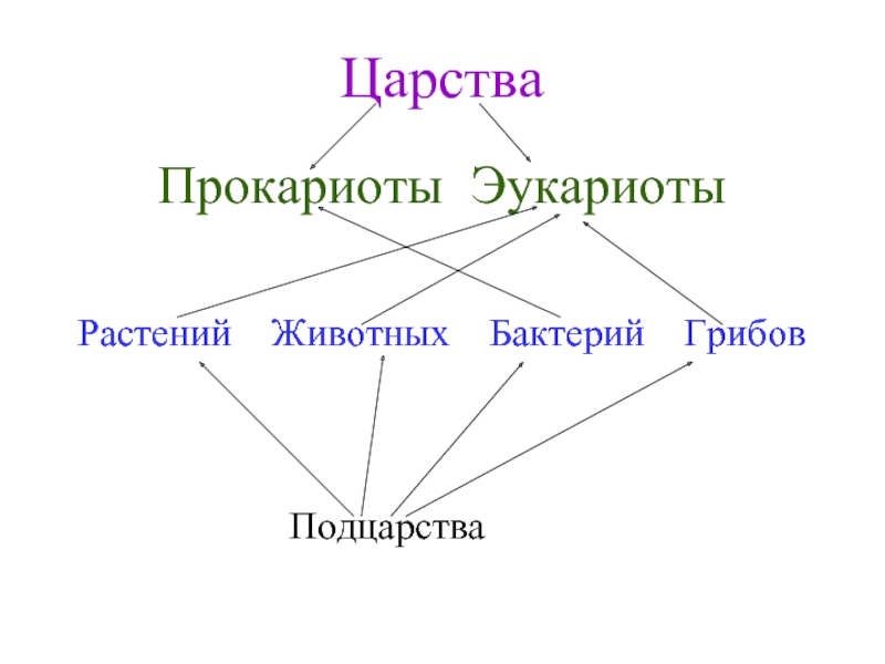 Царство прокариоты проект 9 класс