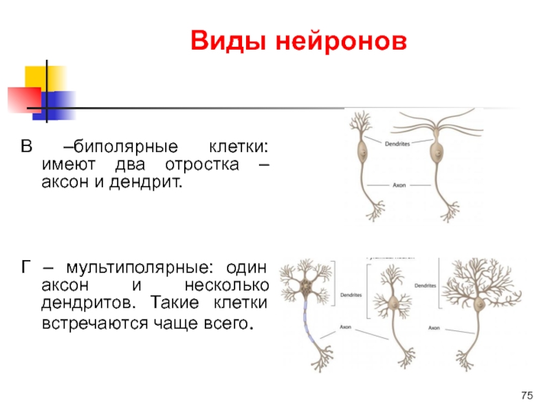 Нервные клетки имеют форму