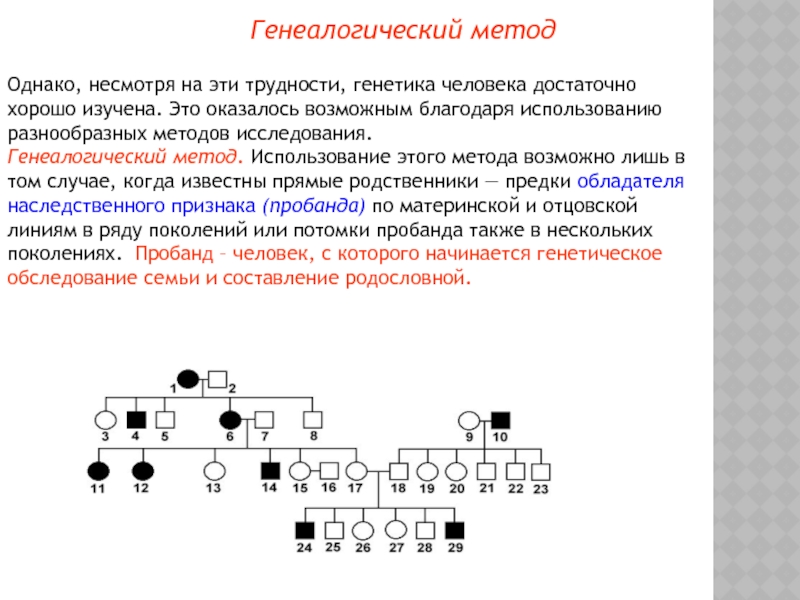 Родословная генетика образец в 4 поколениях