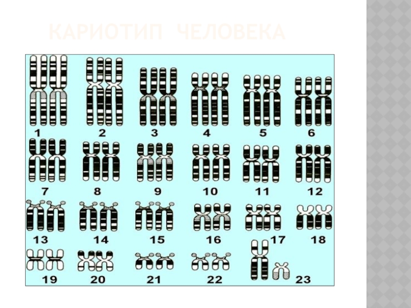 Кариограмма графическое изображение кариотипа то есть числа. Кариограмма и идиограмма. Идиограмма кариотипа. Идиограмма кариотипа человека. Идиограмма человека в норме.