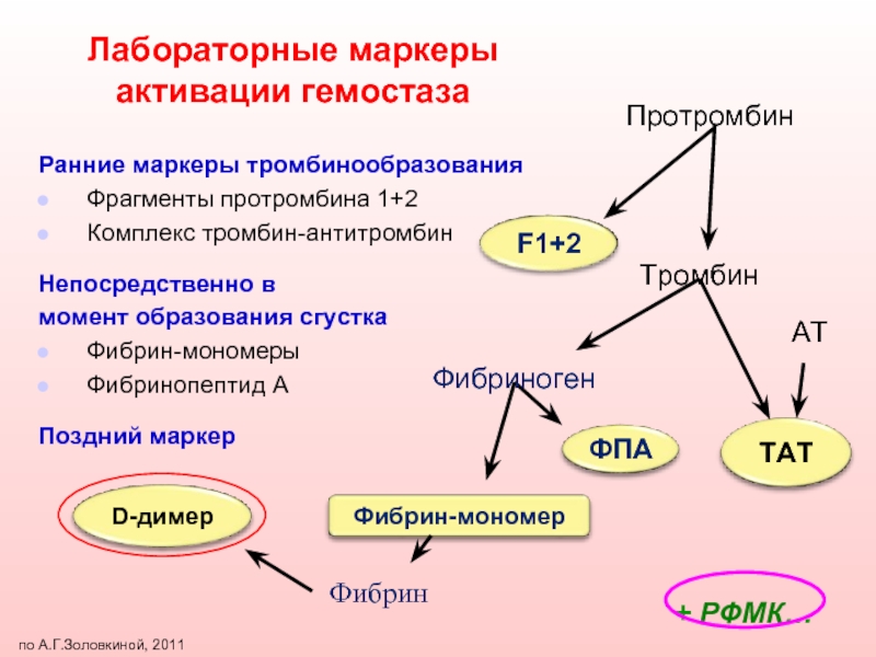 Фибрин фибриноген протромбин. Протромбин в тромбин. Тромбин протромбин фибрин. Тромбин активирует. Протромбин активируется.