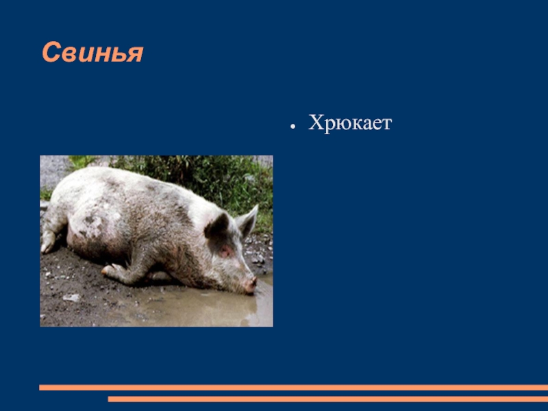 Поросенок хрюкает. Свинья хрюкает. Поросенок хрюкай поросенок хрюкай. Хрюкать слов свинья.