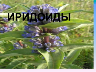 Иридоиды. Классификация