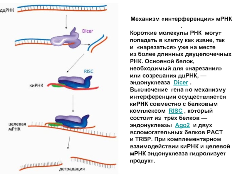 Интерферирующая рнк. Этапы процесса РНК-интерференции.. РНК интерференция механизм. РНК интерференция роль. Биологическая роль РНК-интерференции.