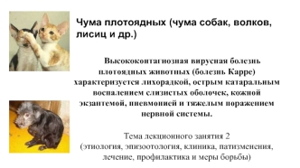 Чума плотоядных. Чума у собак, волков, лисиц
