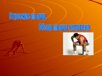 Строение мышц. Обзор мышц человека