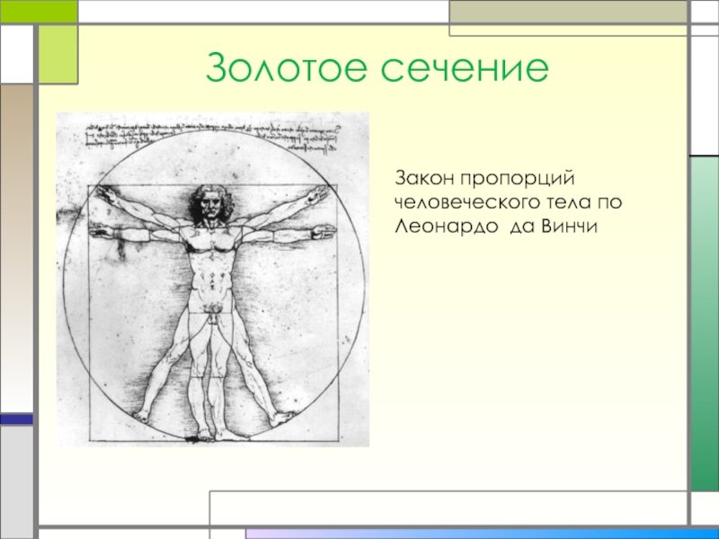 Золотое сечение в теле человека проект по математике