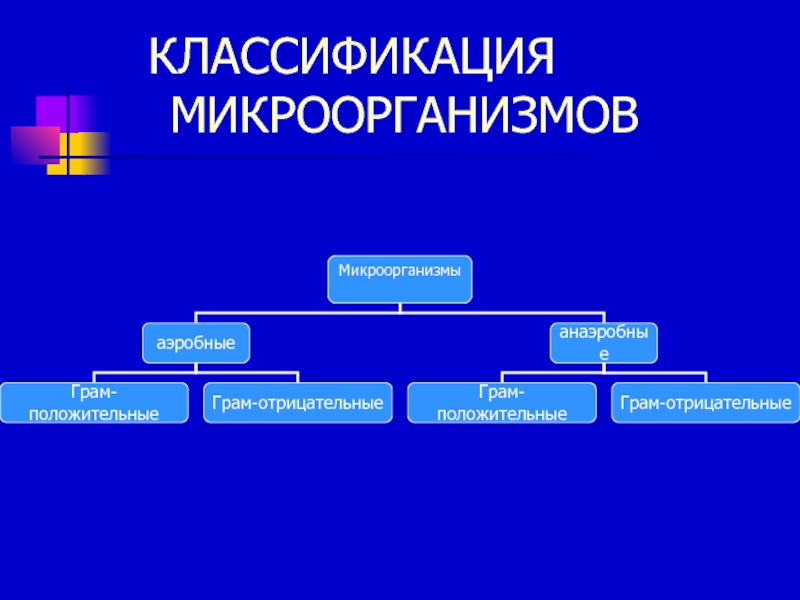 Классификация микроорганизмов