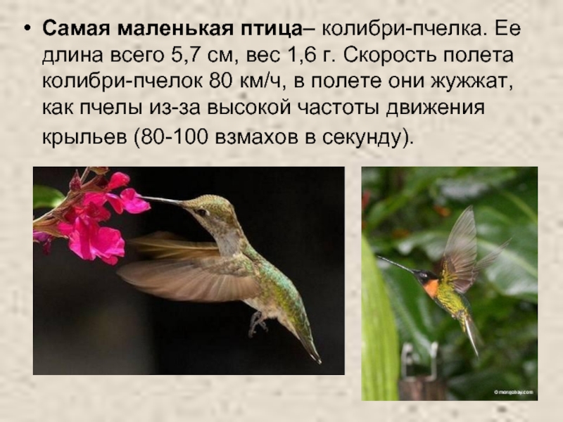 Самая маленькая птица– колибри-пчелка. Ее длина всего 5,7 см, вес 1,6