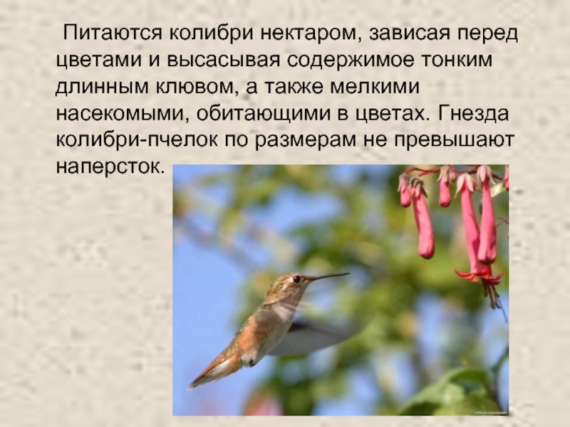 Питаются колибри нектаром, зависая перед цветами и высасывая содержимое тонким длинным