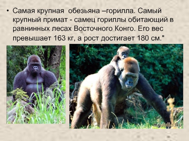 Самая крупная обезьяна –горилла. Самый крупный примат - самец гориллы обитающий