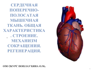 Сердечная поперечно-полосатая мышечная ткань. Общая характеристика. Строение. Механизм сокращения. Регенерация