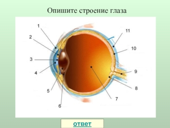 Опишите строение глаза