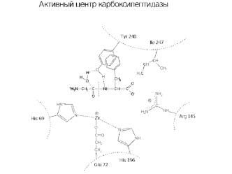 Механизм действия и активные центры ферментов