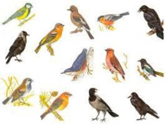 Птицы. Среда обитания