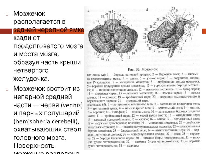 Тест мозжечок. Борозды мозжечка. Мозжечок расположен. В задней черепной ямке кзади от продолговатого мозга. Горизонтальная борозда мозжечка.