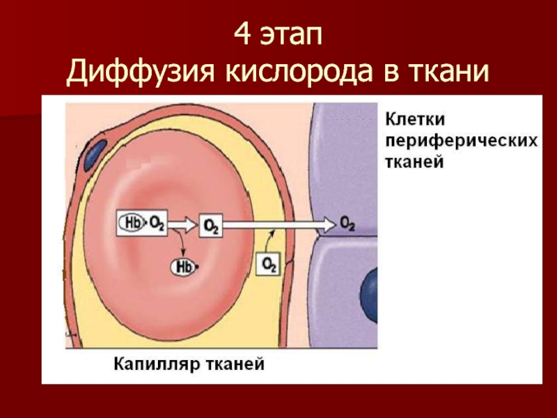 4 этап  Диффузия кислорода в ткани