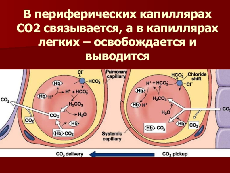 В периферических капиллярах СО2 связывается, а в капиллярах легких – освобождается и выводится