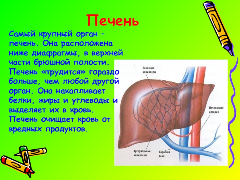 Единственный орган. Печень это самый орган. Печень самый горячий орган.