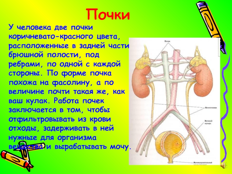 Почка 2. По две почки с каждой стороны.