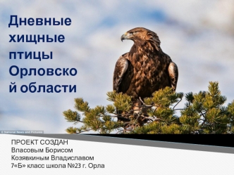 Дневные хищные птицы Орловской области