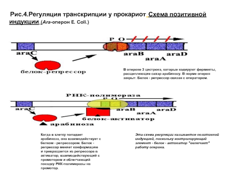 Экспрессия у эукариот и прокариот