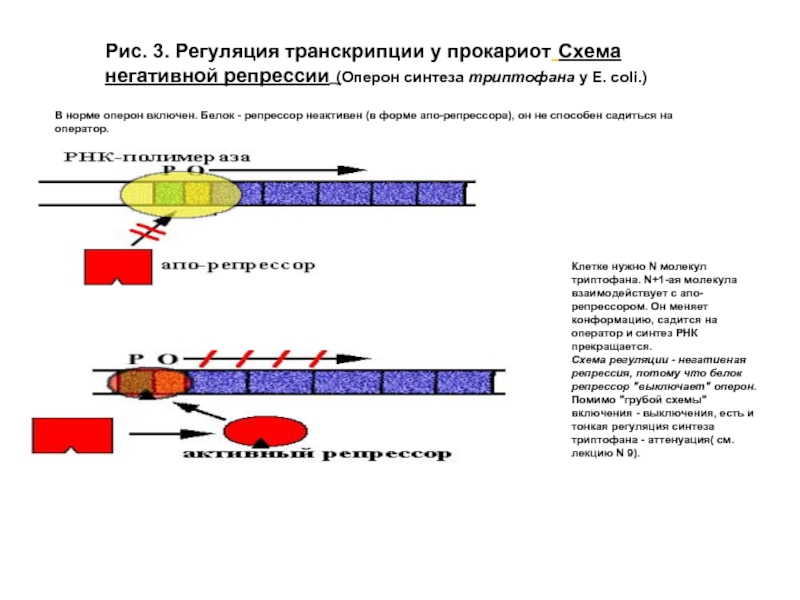 Транскрипция оперона. Регуляция активности генов у прокариот схема. Схема адаптивной регуляции транскрипции у эукариот. Схема регуляции транскрипции и трансляции у прокариот. Схема регуляции транскрипции у прокариот.