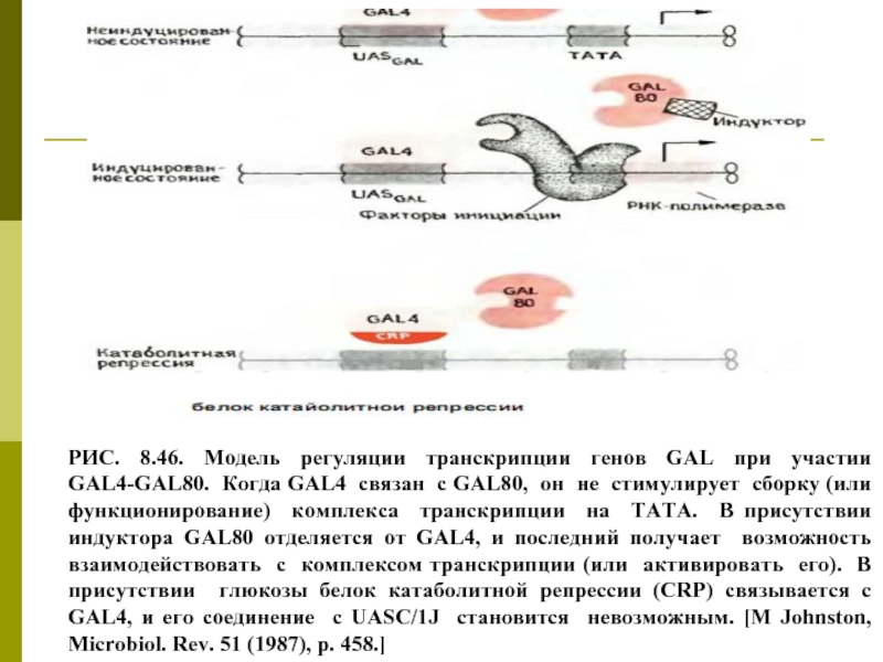 Ментальная карта суть процесса регуляции транскрипции