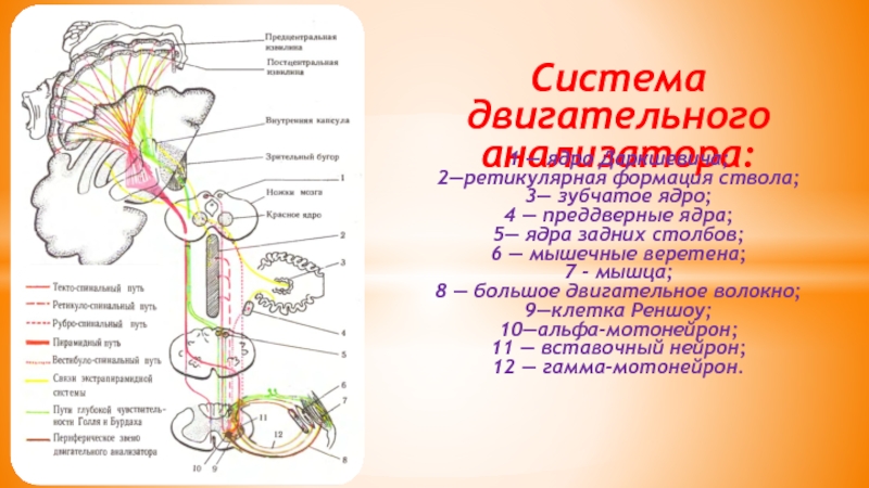 Презентация двигательный анализатор